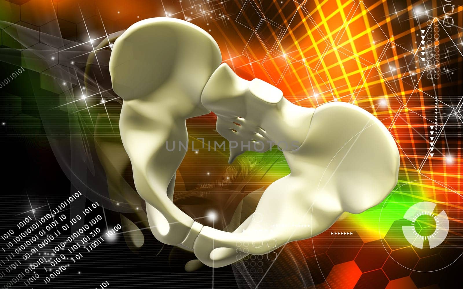 Digital illustration of pelvic girdle in colour background