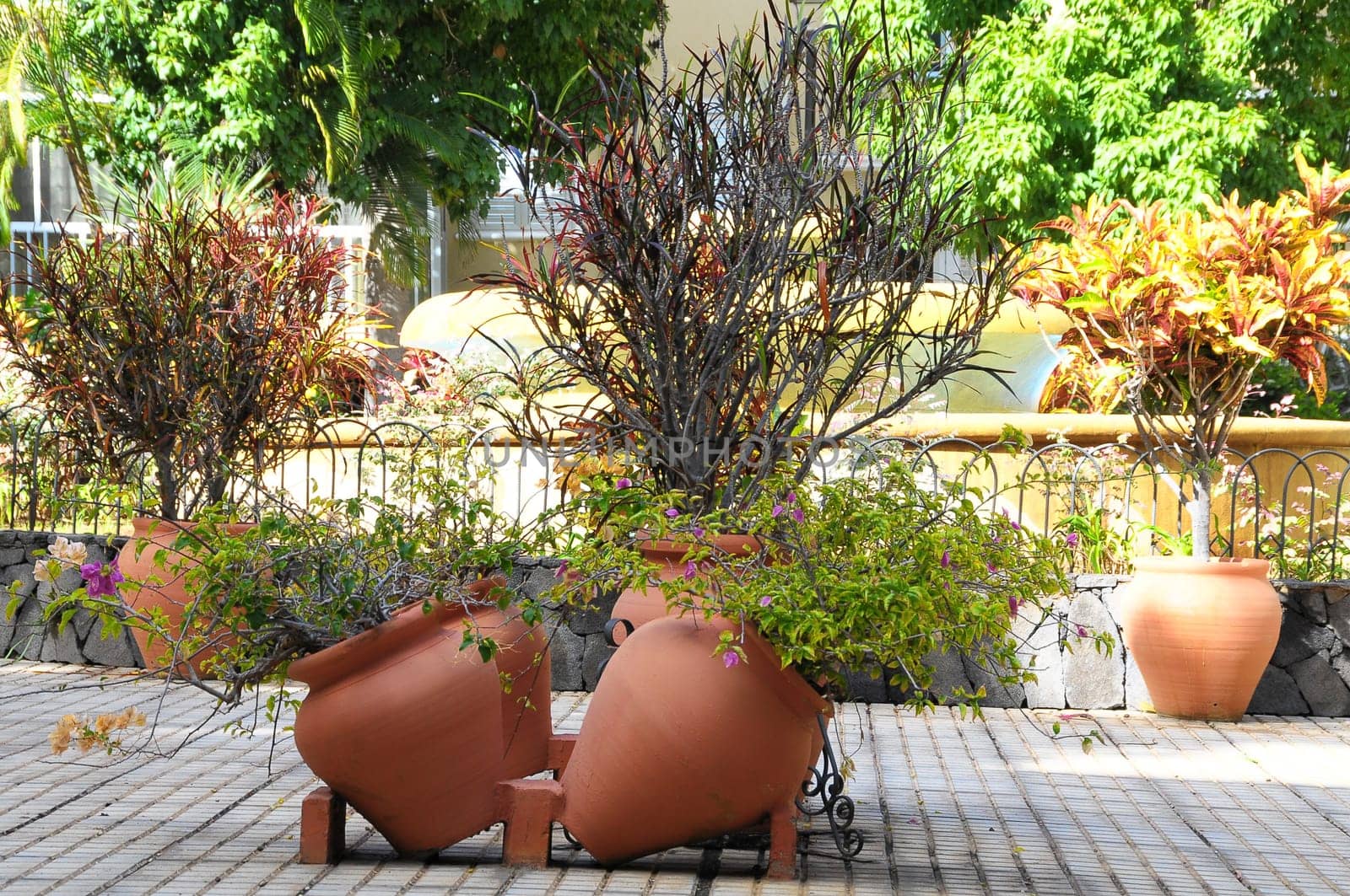 Terracotta Vases with Plants on an Urban Garden