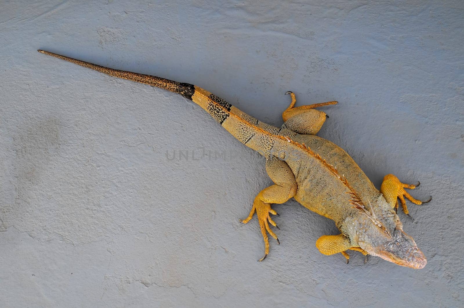 Colored Young Male Iguana Lizard on a Gray Surface