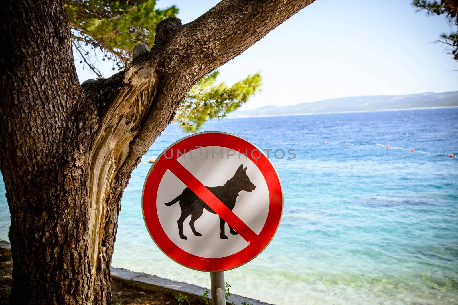 Dogs banned from the beach sign, visible tree, sea and the mountains  in the sun light on the horizon.
