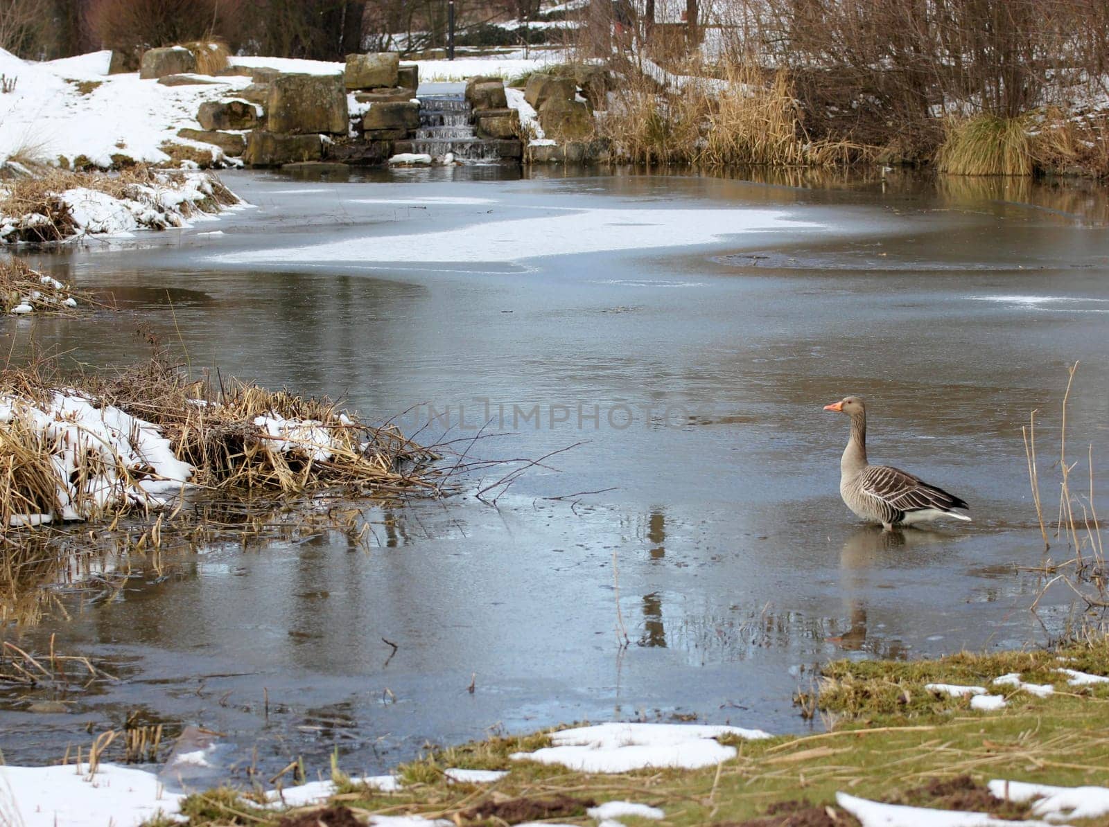 Greylag goose in frozen pond