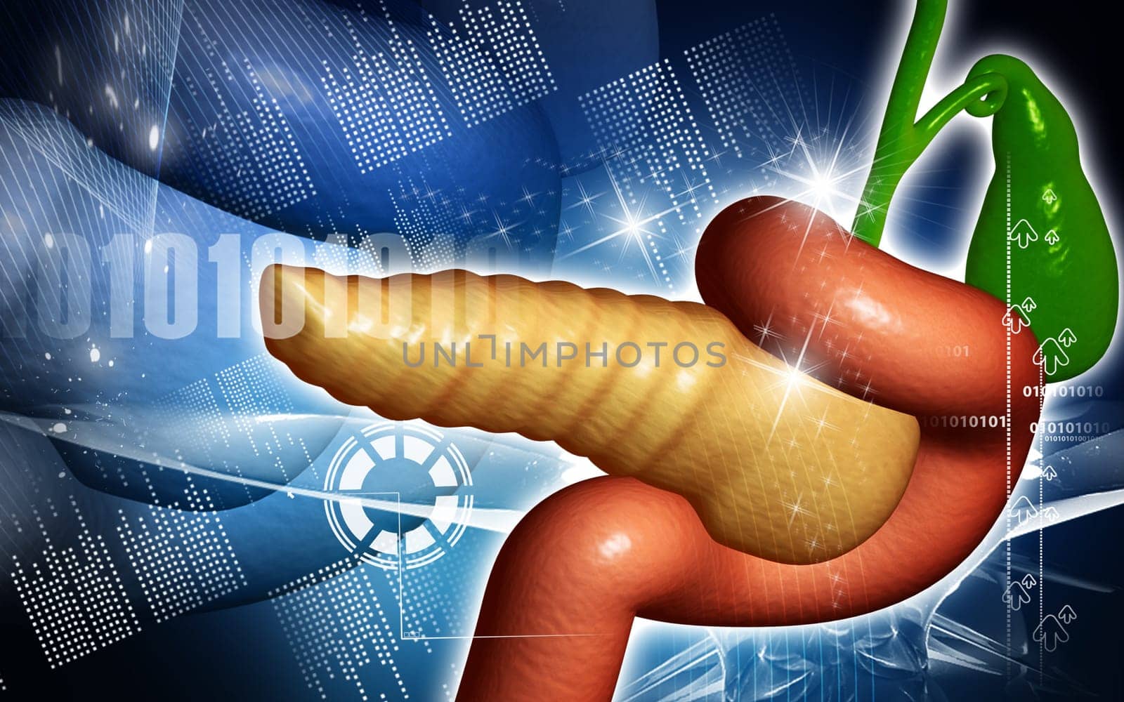 Digital illustration of pancreas in colour background