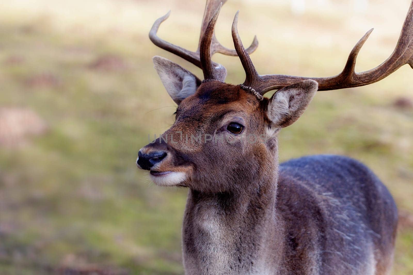 Fallow deer - Dama dama in a close-up