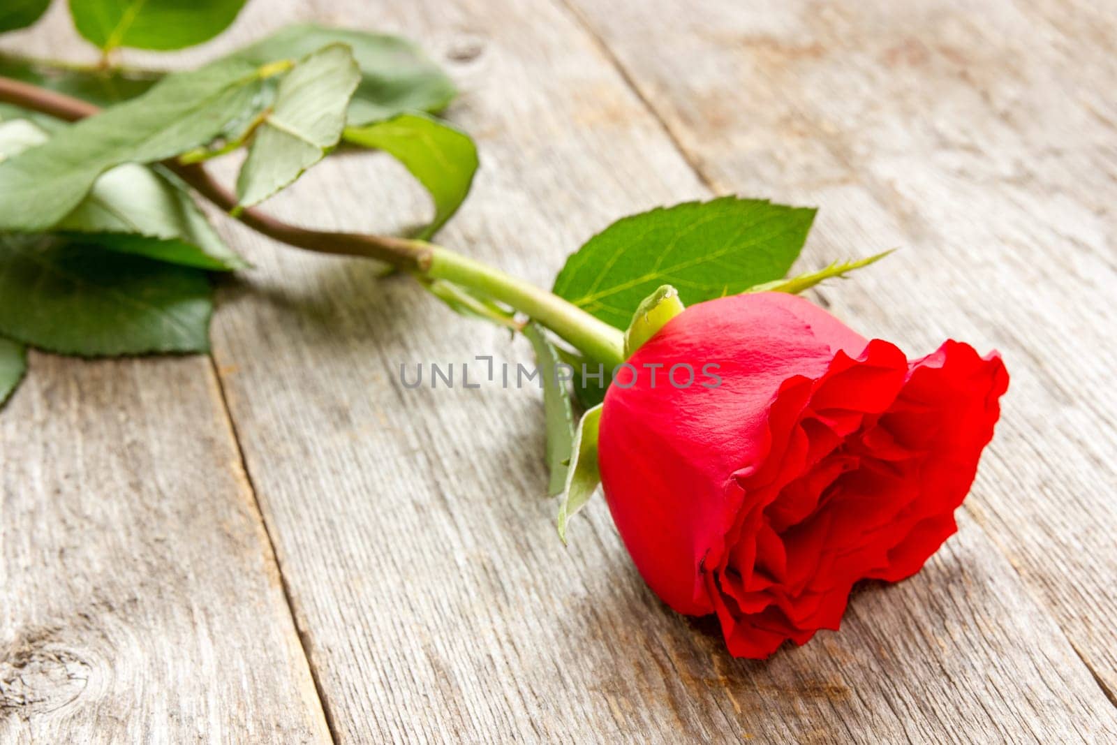 Red rose on a old wood background