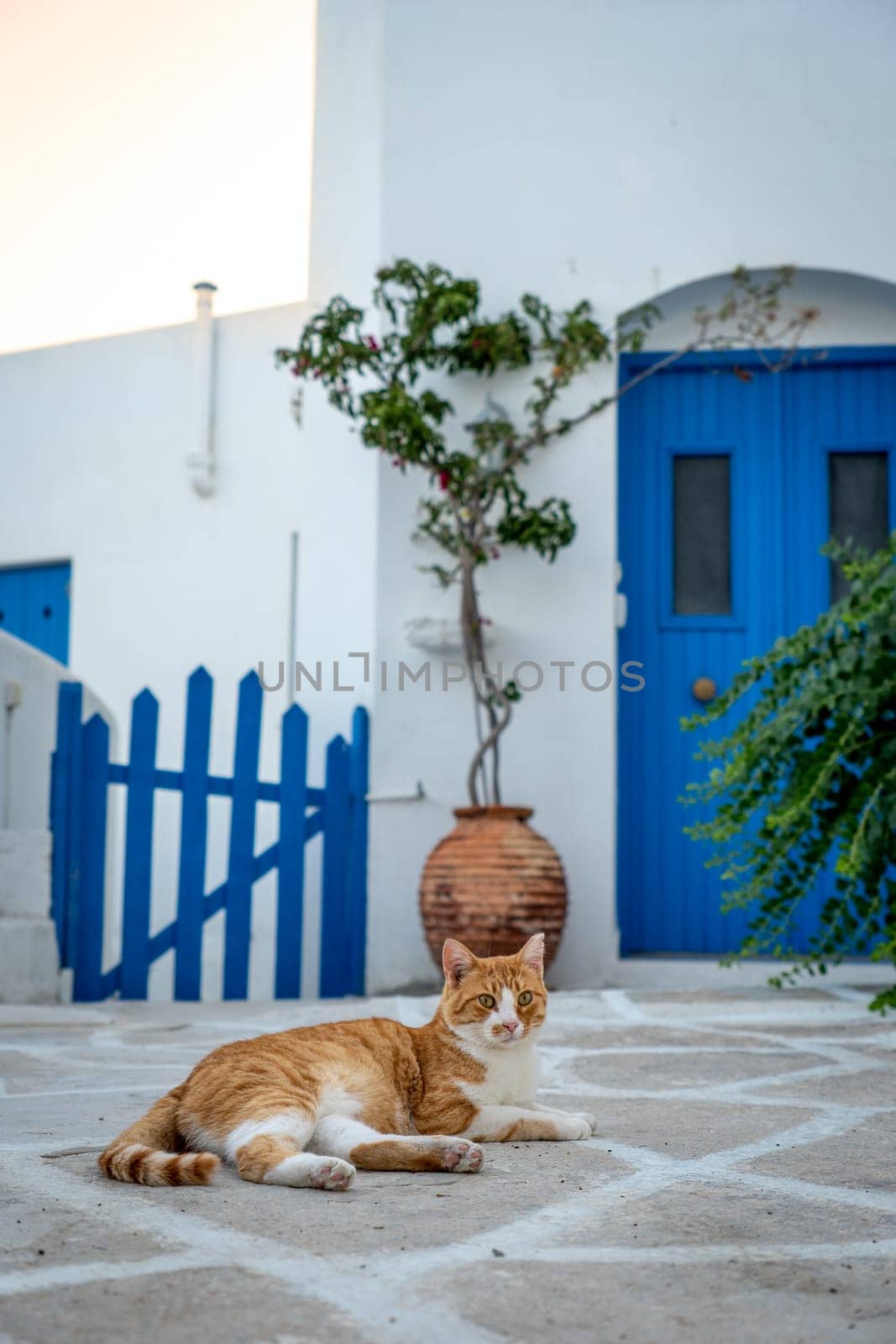 Orange and white cat lying on the ground in Greece