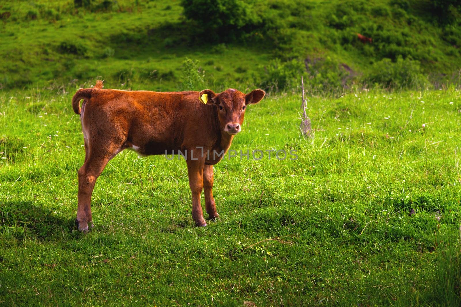 a brown calf stands on green grass and looks at the camera. a young bull curiously explores the area while grazing in the spring or summer outdoors.