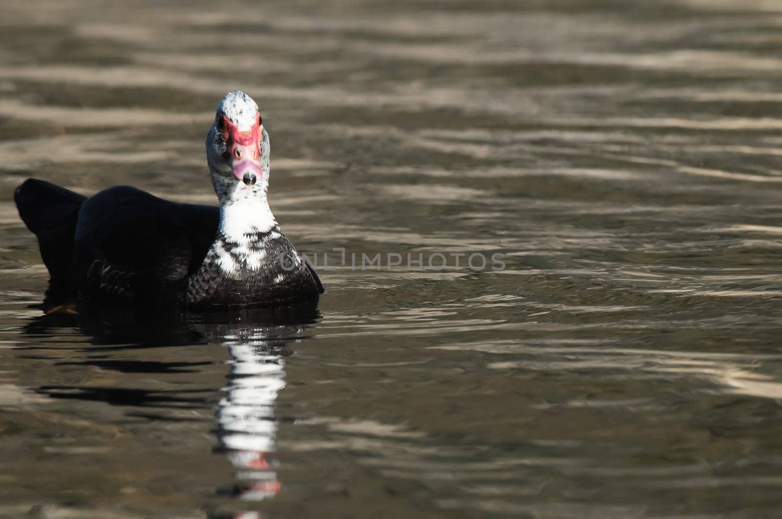 Muscovy Duck (Cairina moschata) on a Dark Black Water