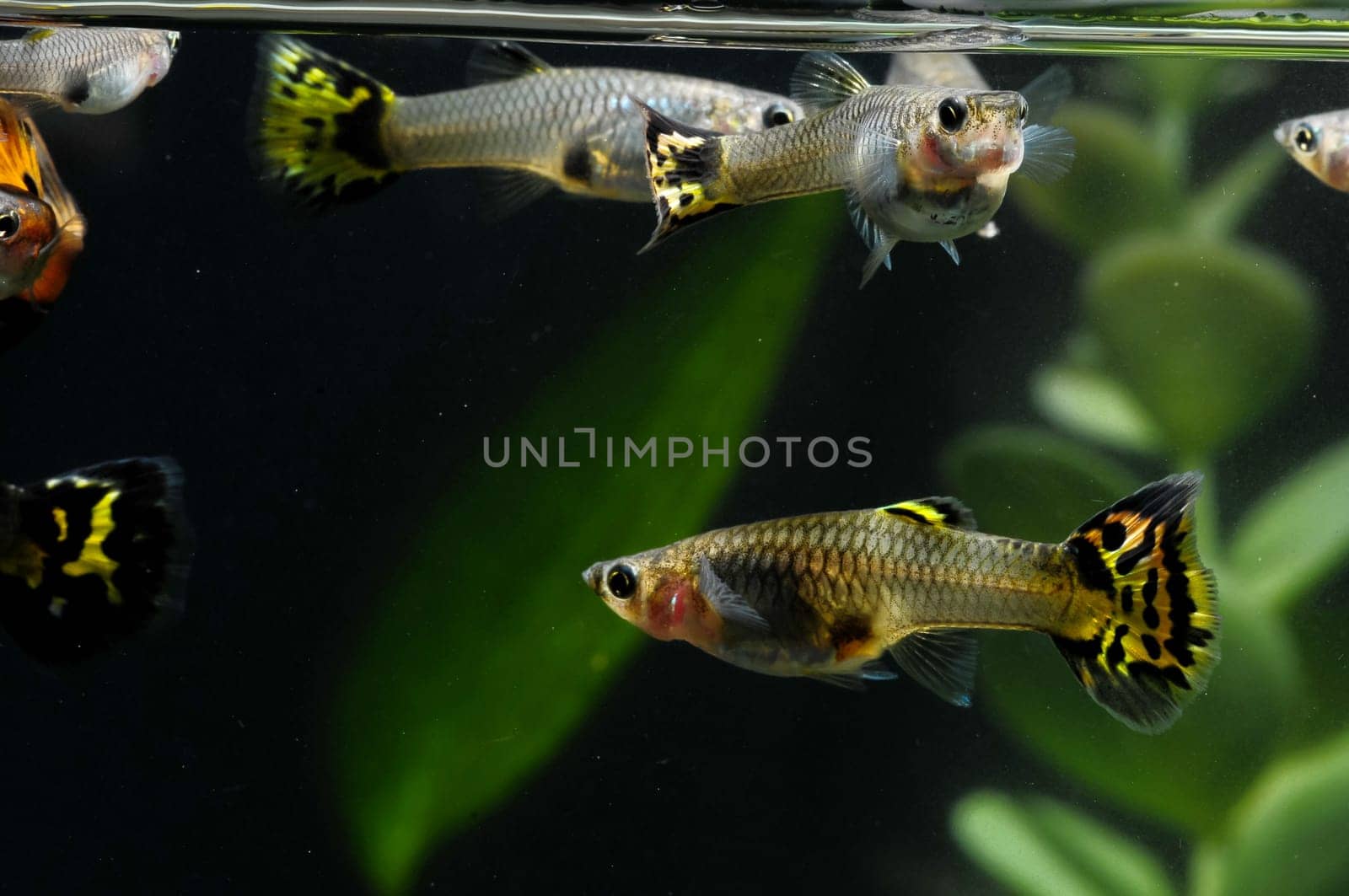 Guppy Multi Colored Fish in a Tropical Acquarium