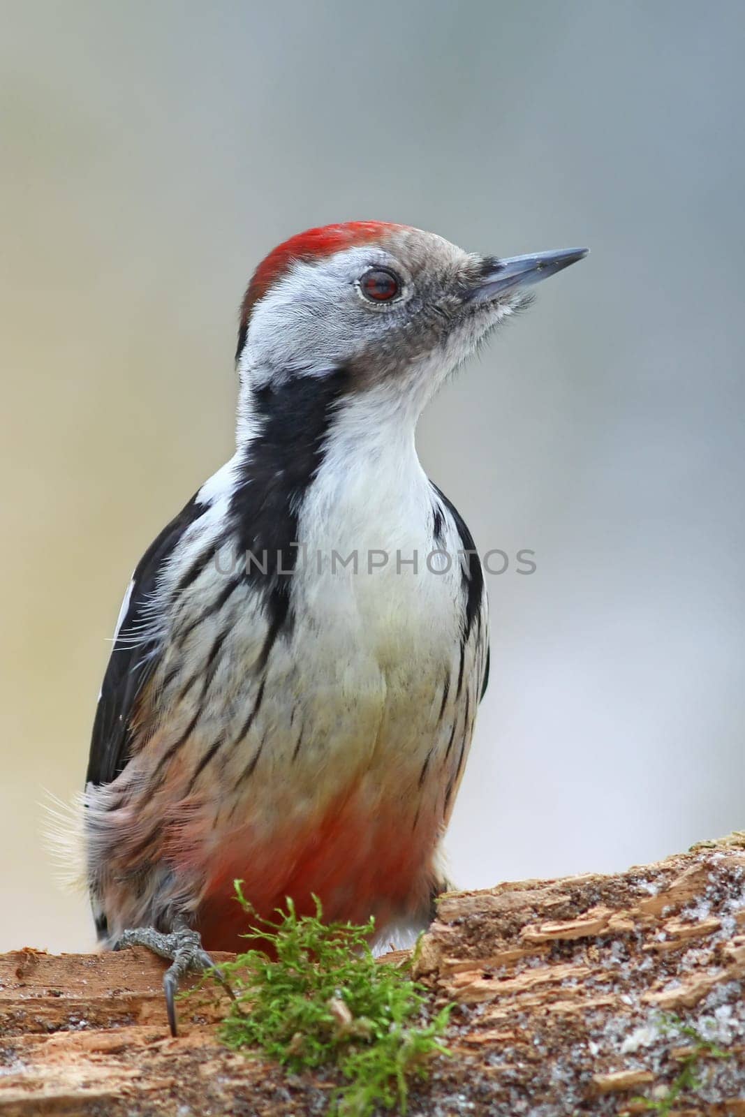Middle Spotted Woodpecker (Dendrocopos medius)
