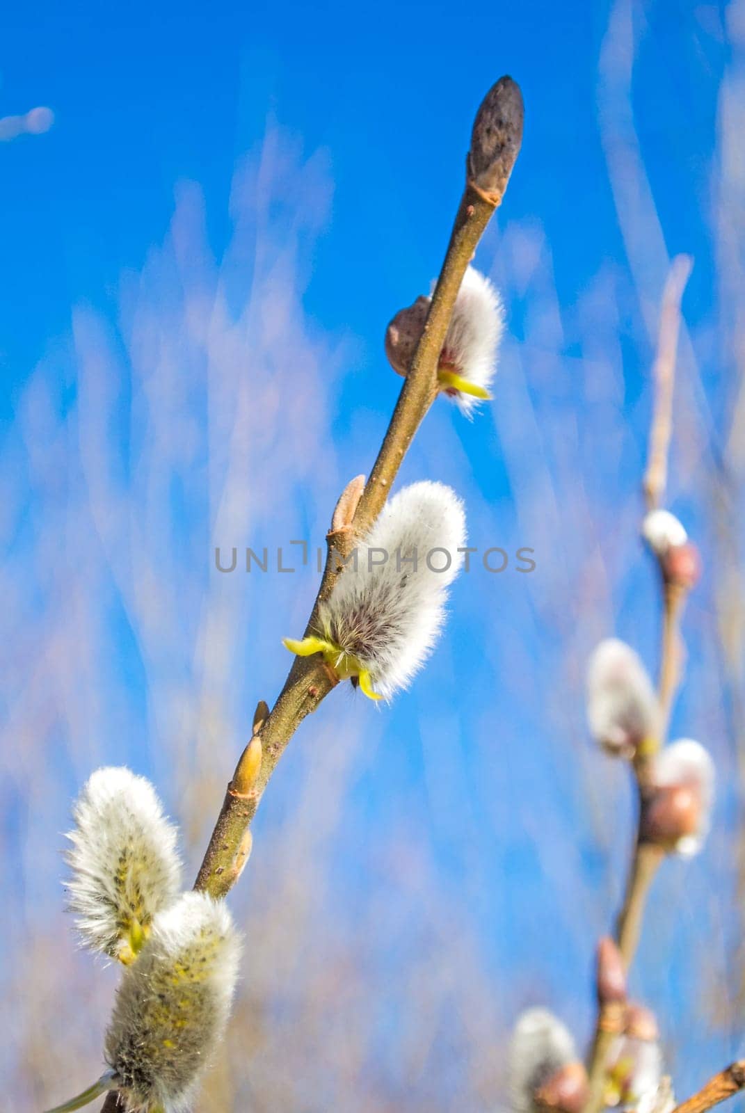 Willow blossom