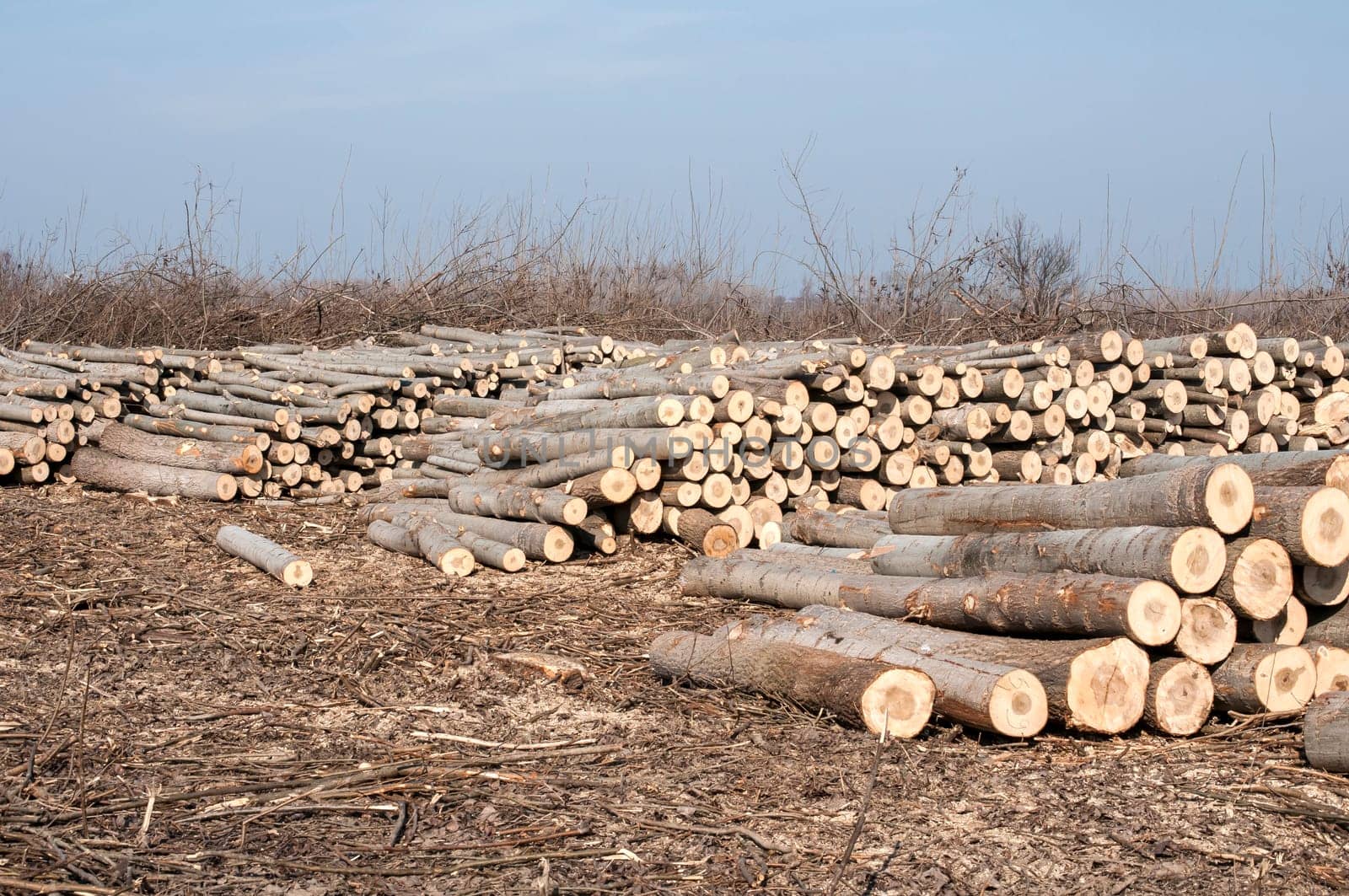 Stacked cut poplar logs on wood-cutting area