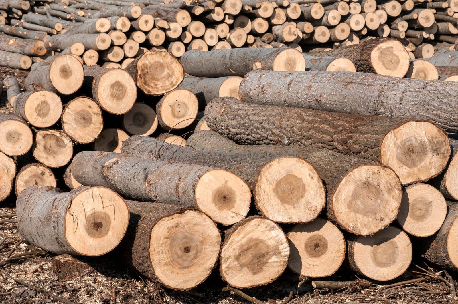 Stacked cut poplar logs on wood-cutting area