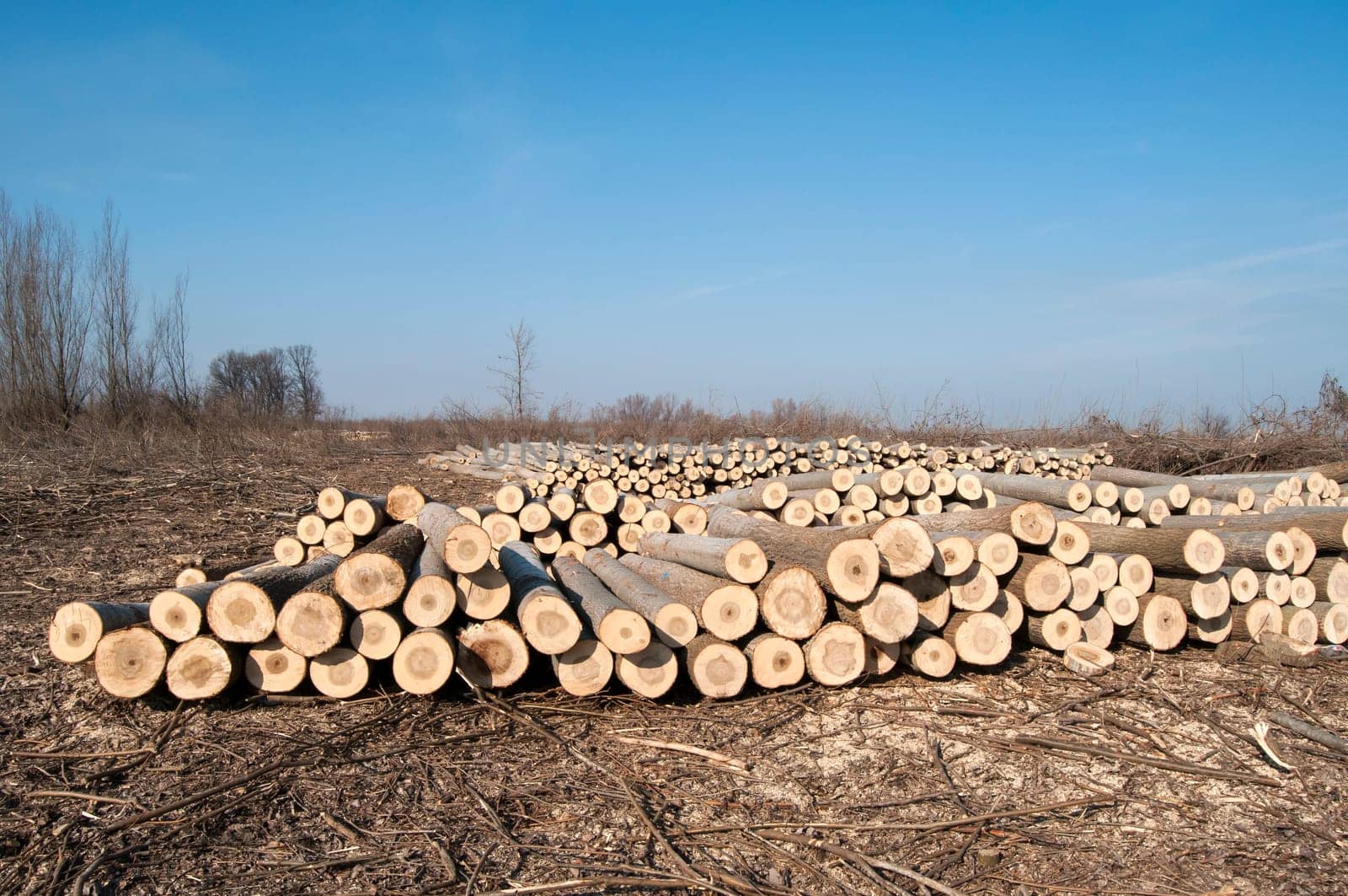 Stacked cut poplar logs on wood-cutting area