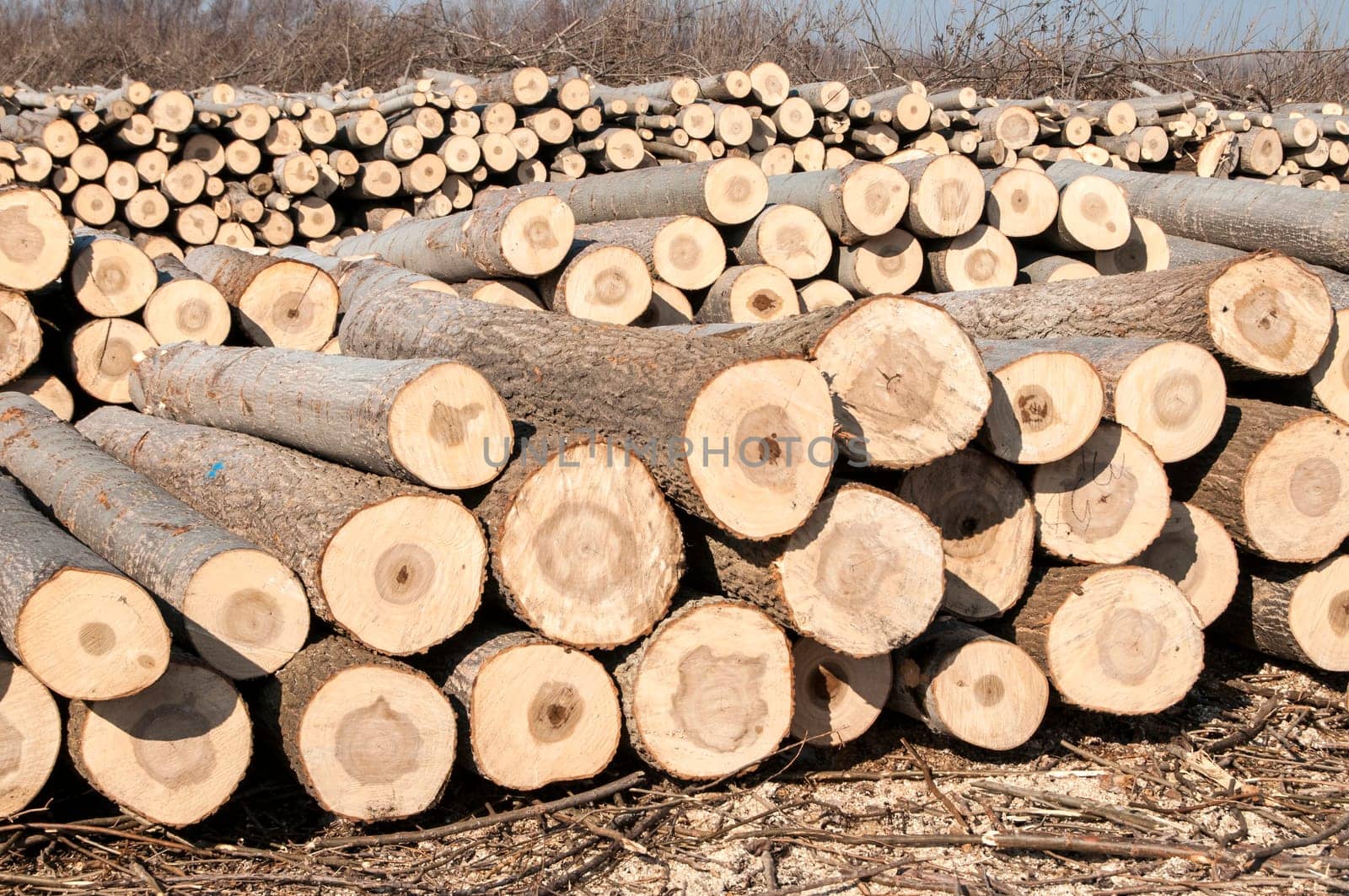 Stacked cut poplar logs on wood-cutting area