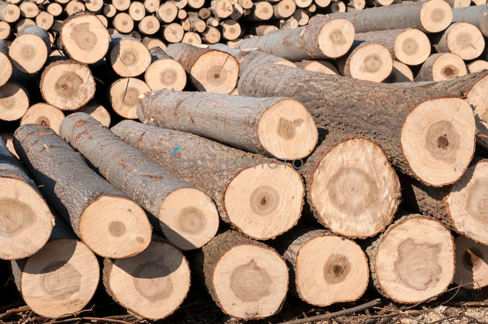 Stacked cut poplar logs on wood-cutting area