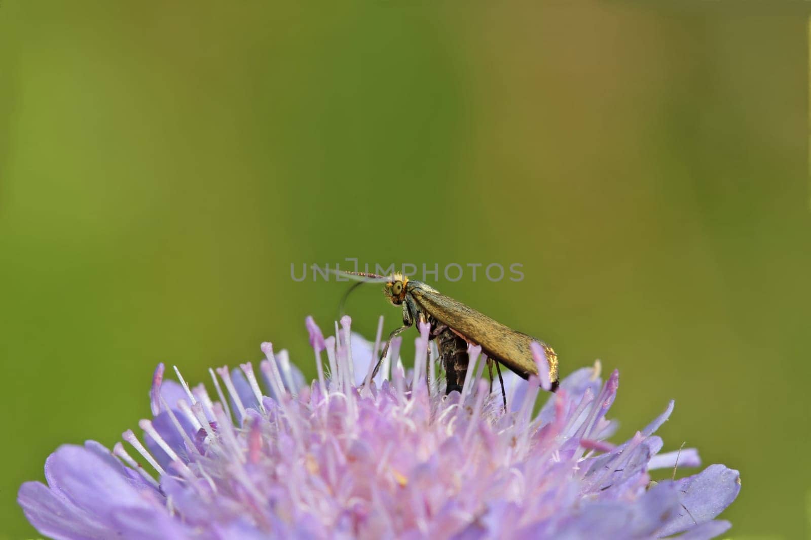Scabious longhorn moth (Nemophora metallica) laying eggs in a field widow's flower