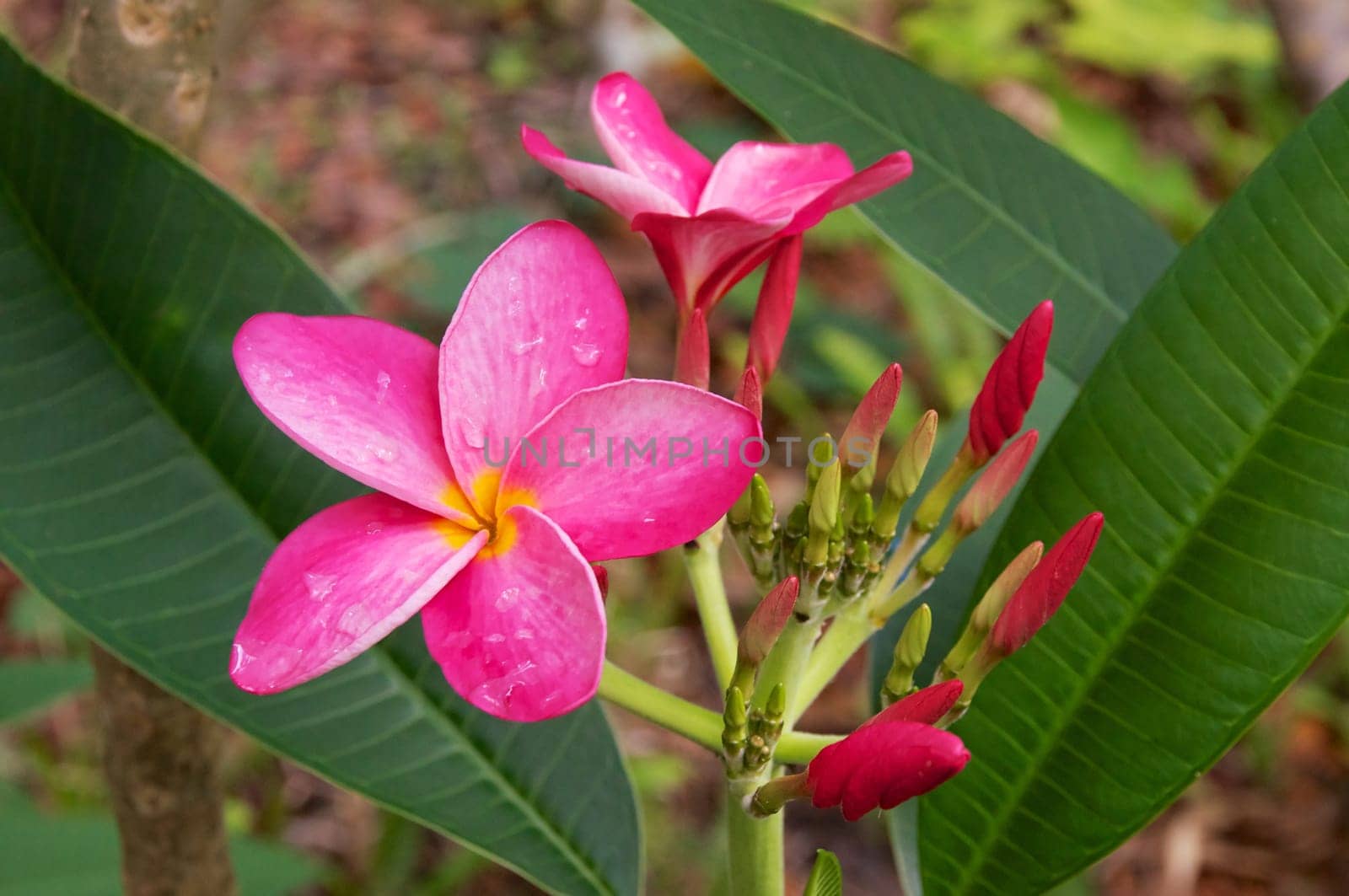 Plumeria also known as fangipani, a part of the dogbane family is in bloom with buds ready to open, showing its large leaves.