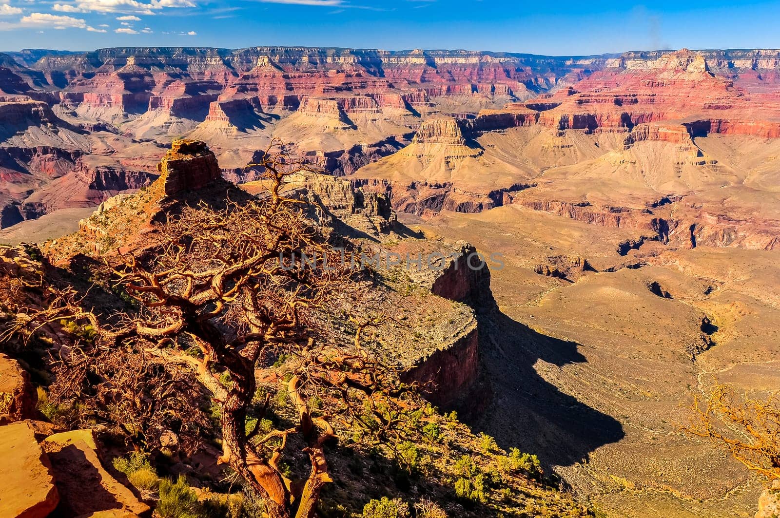 Scenic landscape view of Grand Canyon and dry tree, Arizona, USA