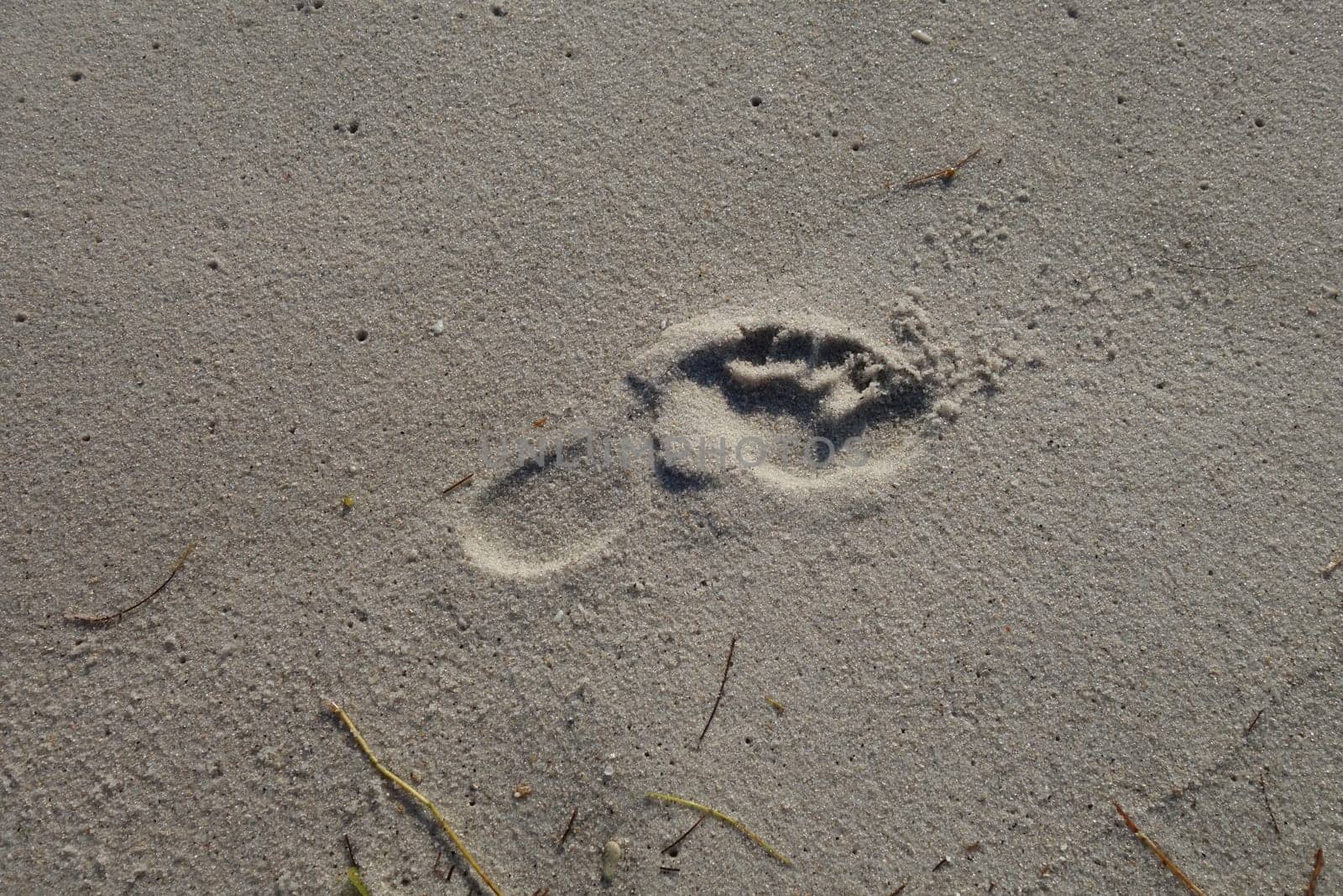 Human footprint in he sand on the beach on a sunny morning