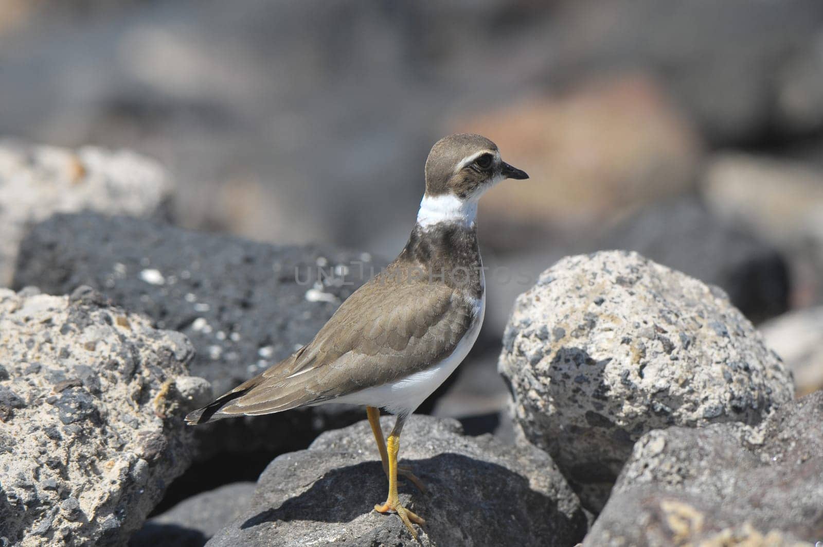 One Adult Kentish Plover Water Bird near a Rock Beach