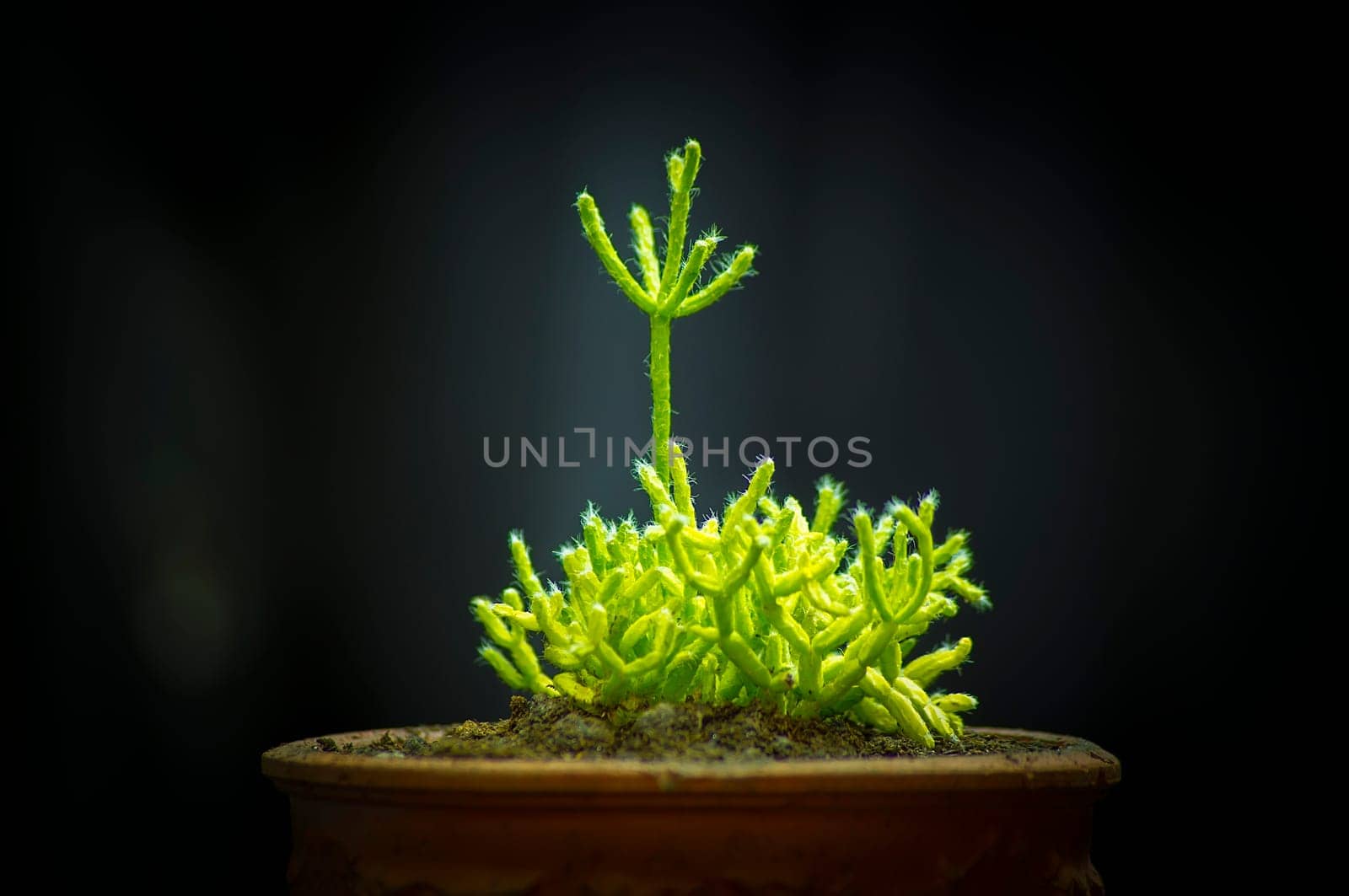 Closeup photo from a young Rhipsalis.