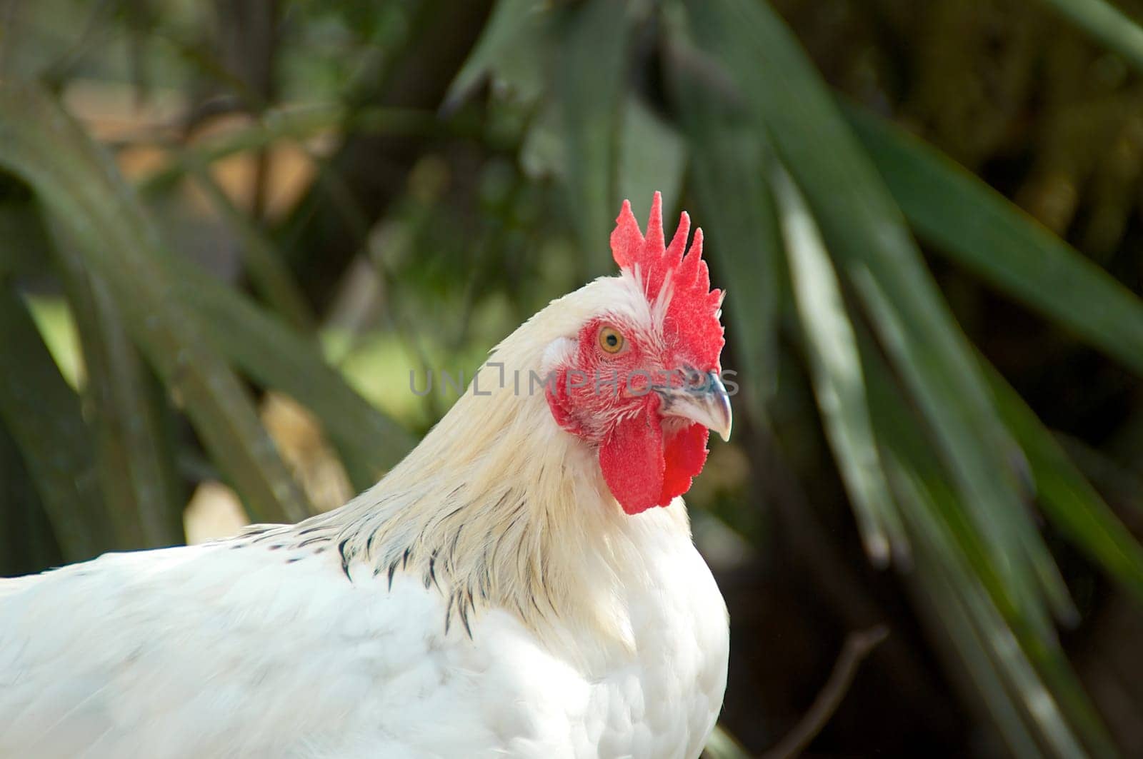 A serious looking white maran rooster outside in the farmyard.