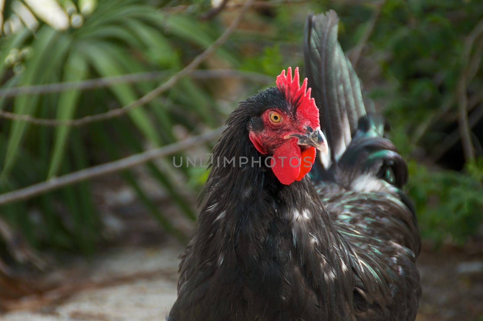 A serious looking black maran rooster outside in the farmyard.