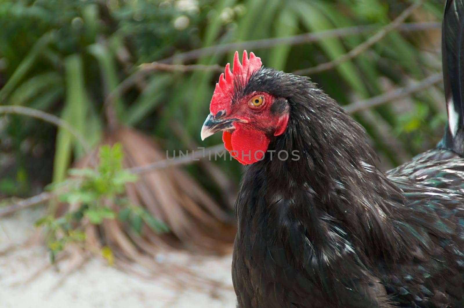 A serious looking black maran rooster outside in the farmyard.