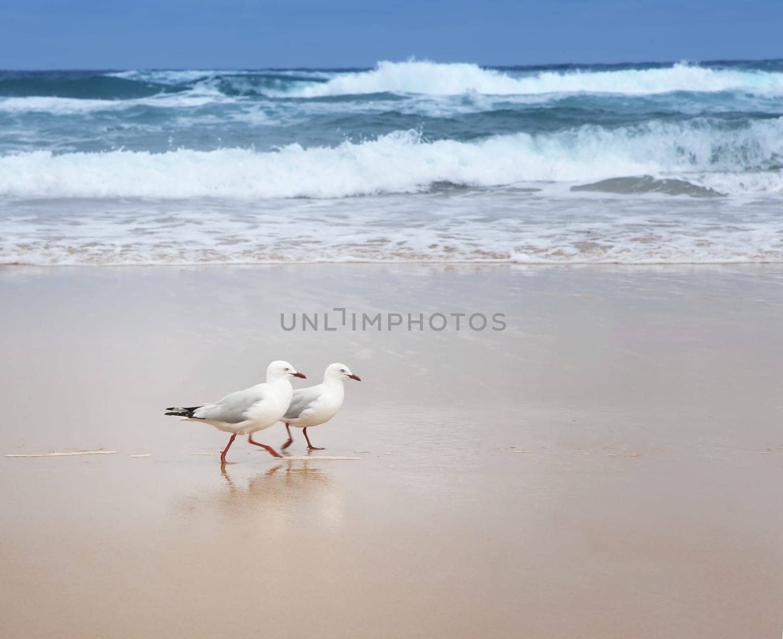 Two seagulls strolling on an empty beach
