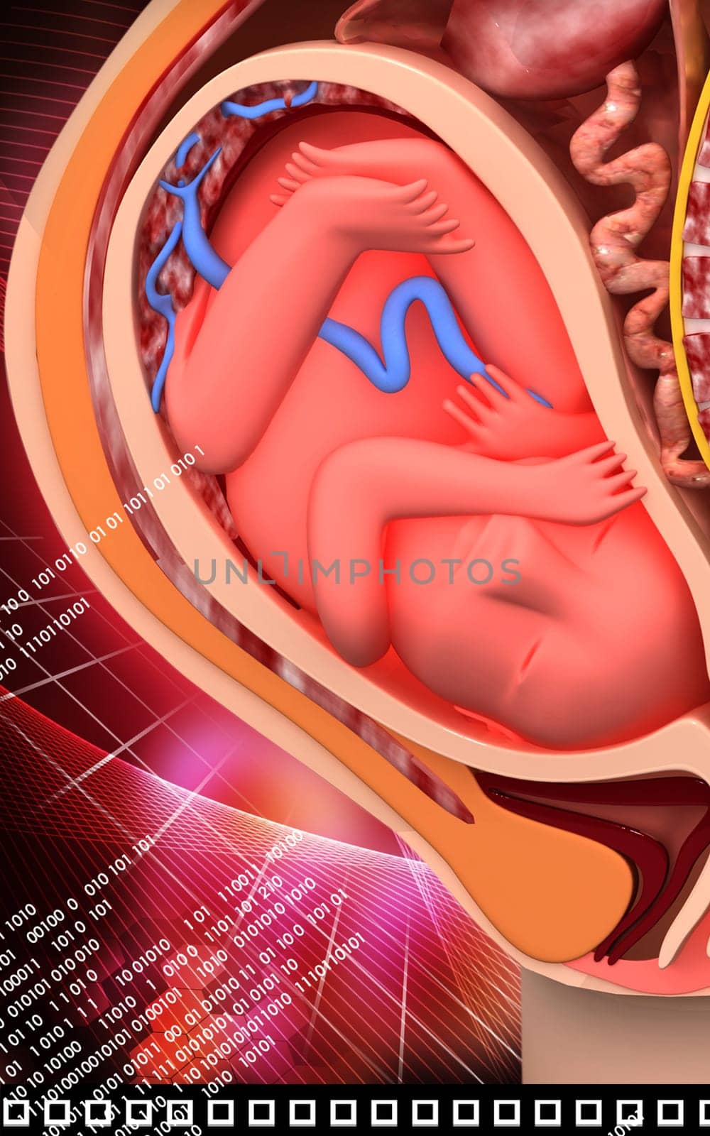 Digital illustration of Pregnant anatomy with fetus in colour background