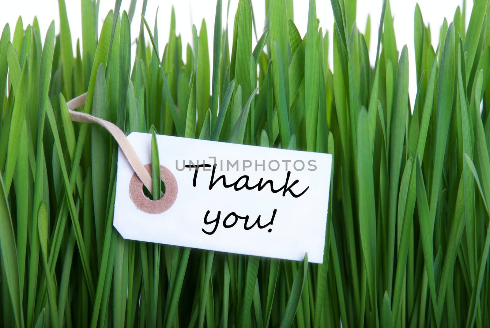 Gras Background with Label with Thank You on it