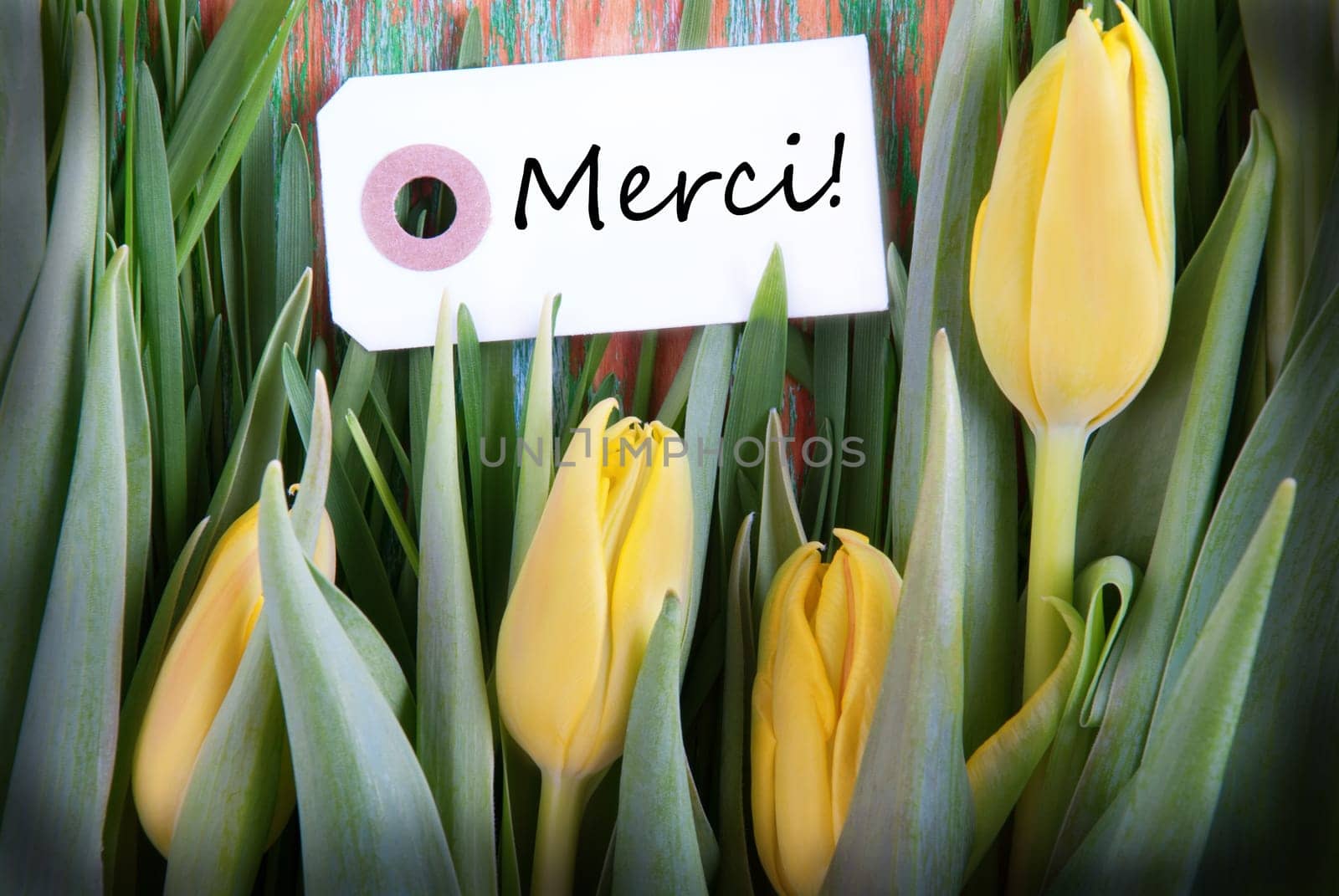 Tulip Background with the French Word Merci which means Thanks