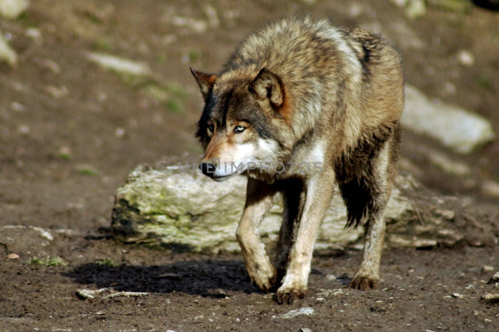 Wolf