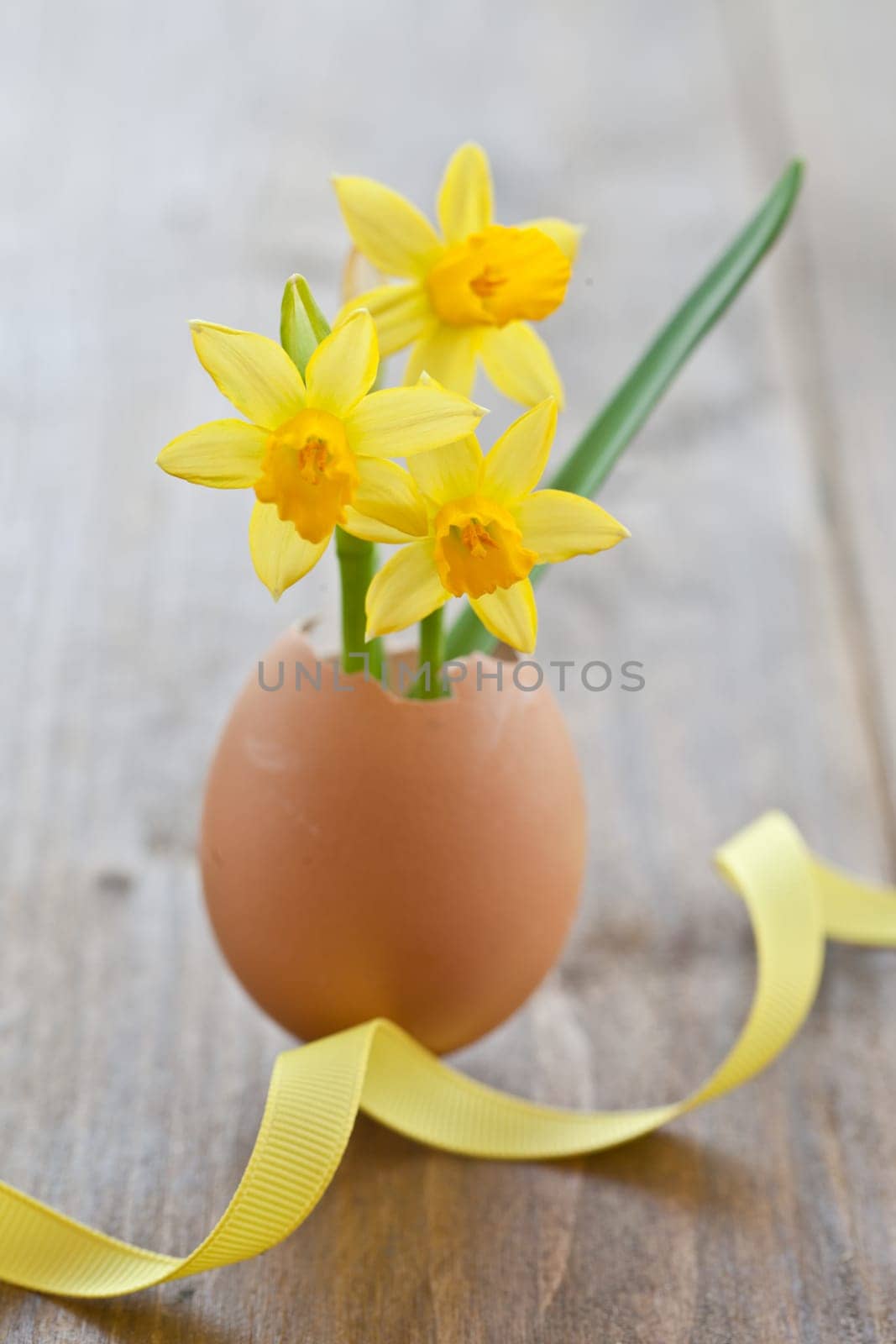 Fresh daffodils in eggshell on rustic wood