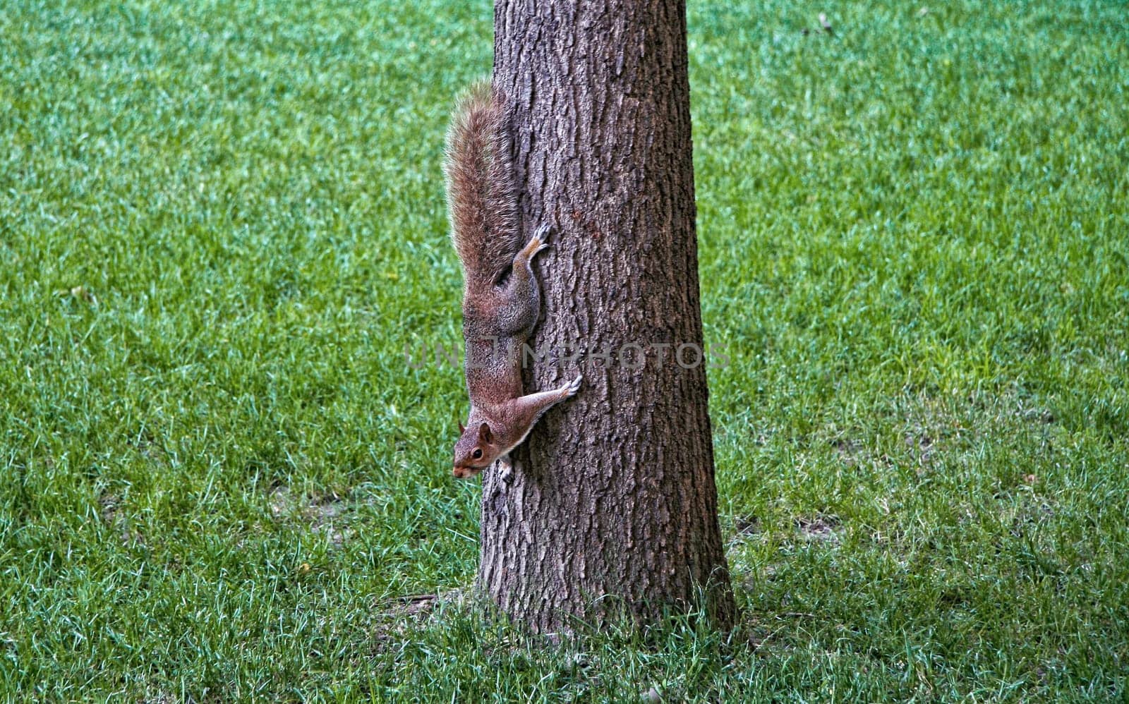 Really cute squirrel in Central Park, New York, United States