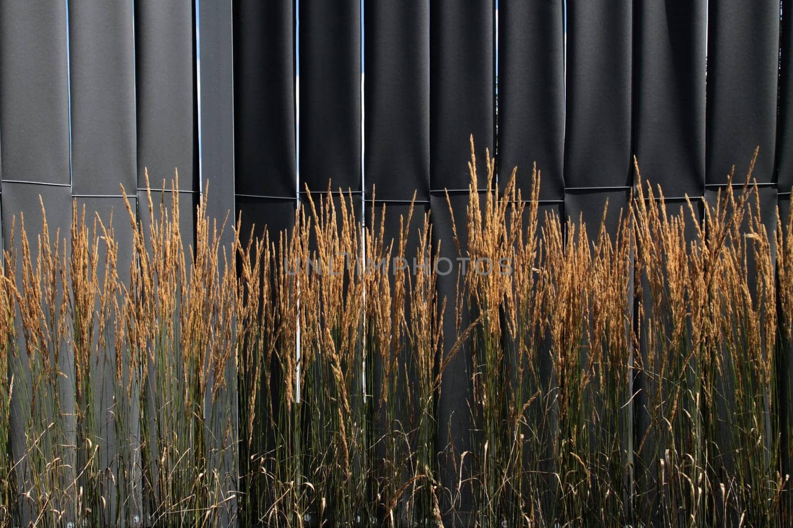 Ornamental grasses in front of a black lamellar wall