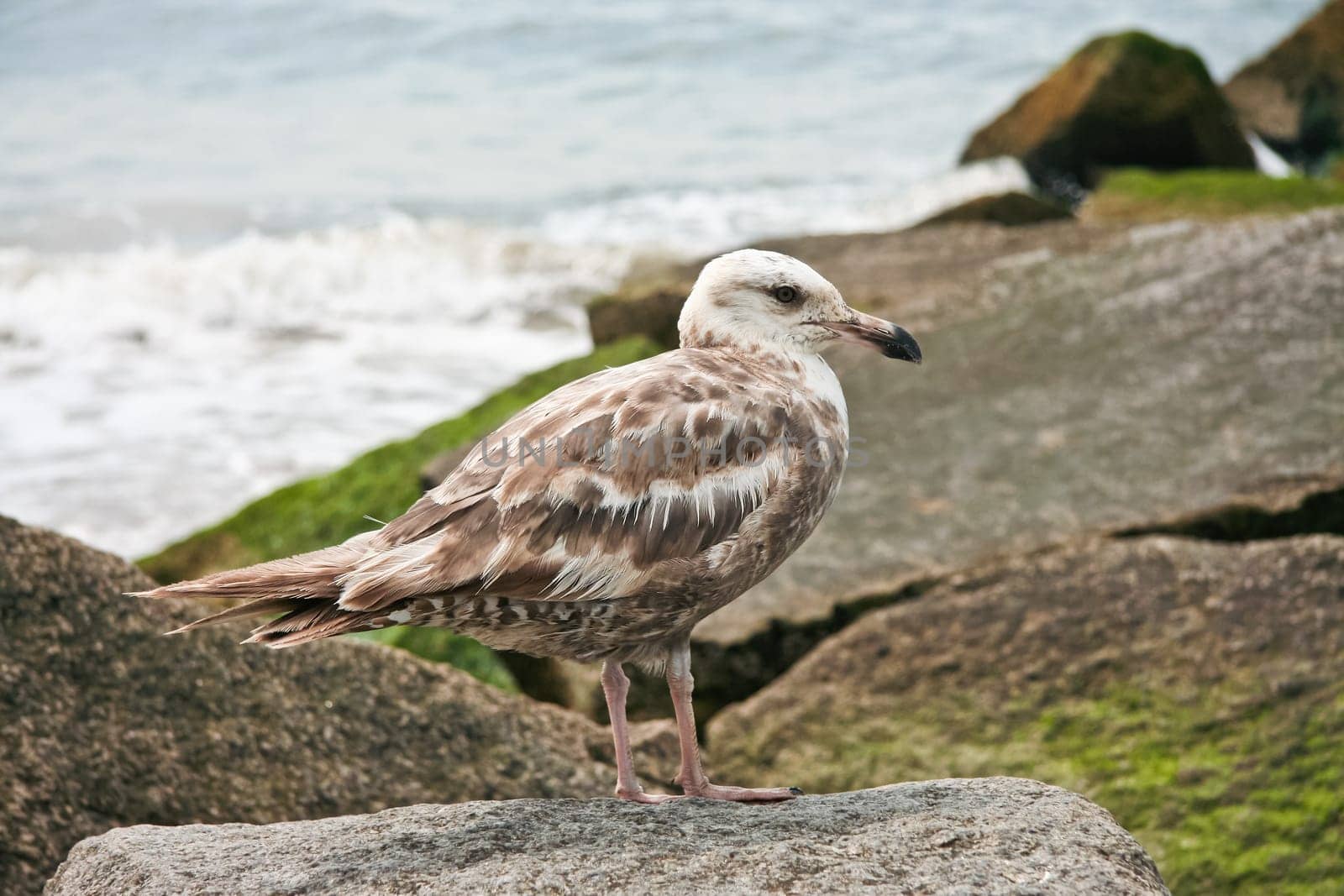 Seagull perched on rocks, Coney Island peninsula, on the Atlantic Ocean in southern Brooklyn, New York, United States.