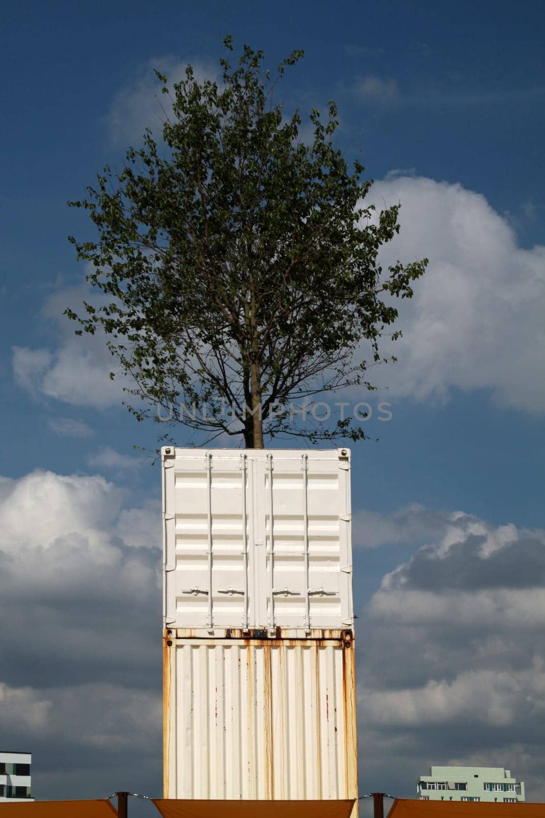 A tree grows in a container