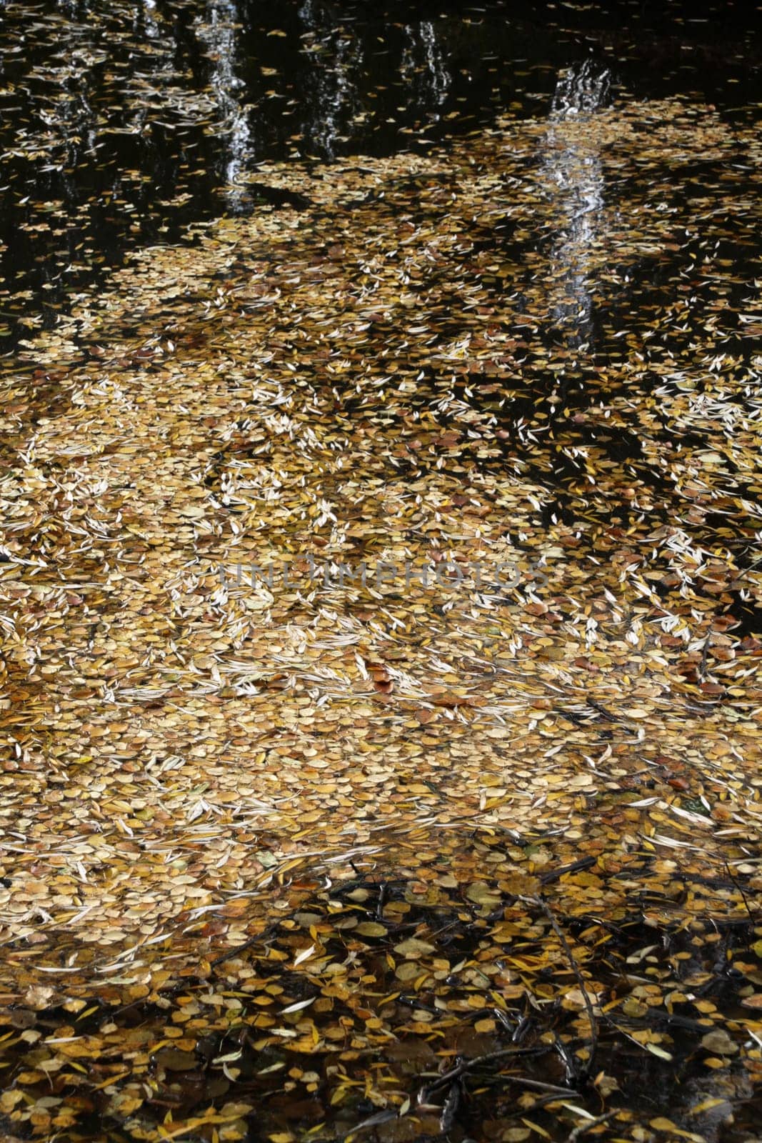 Foliage on a pond