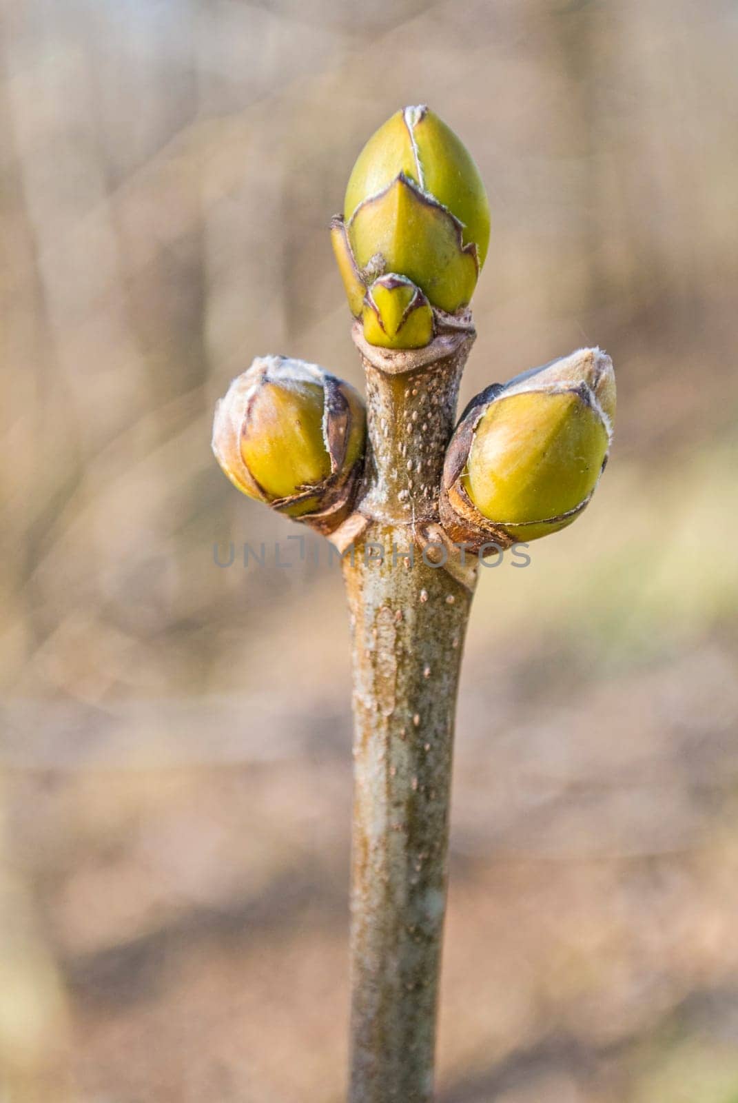 Tree bud