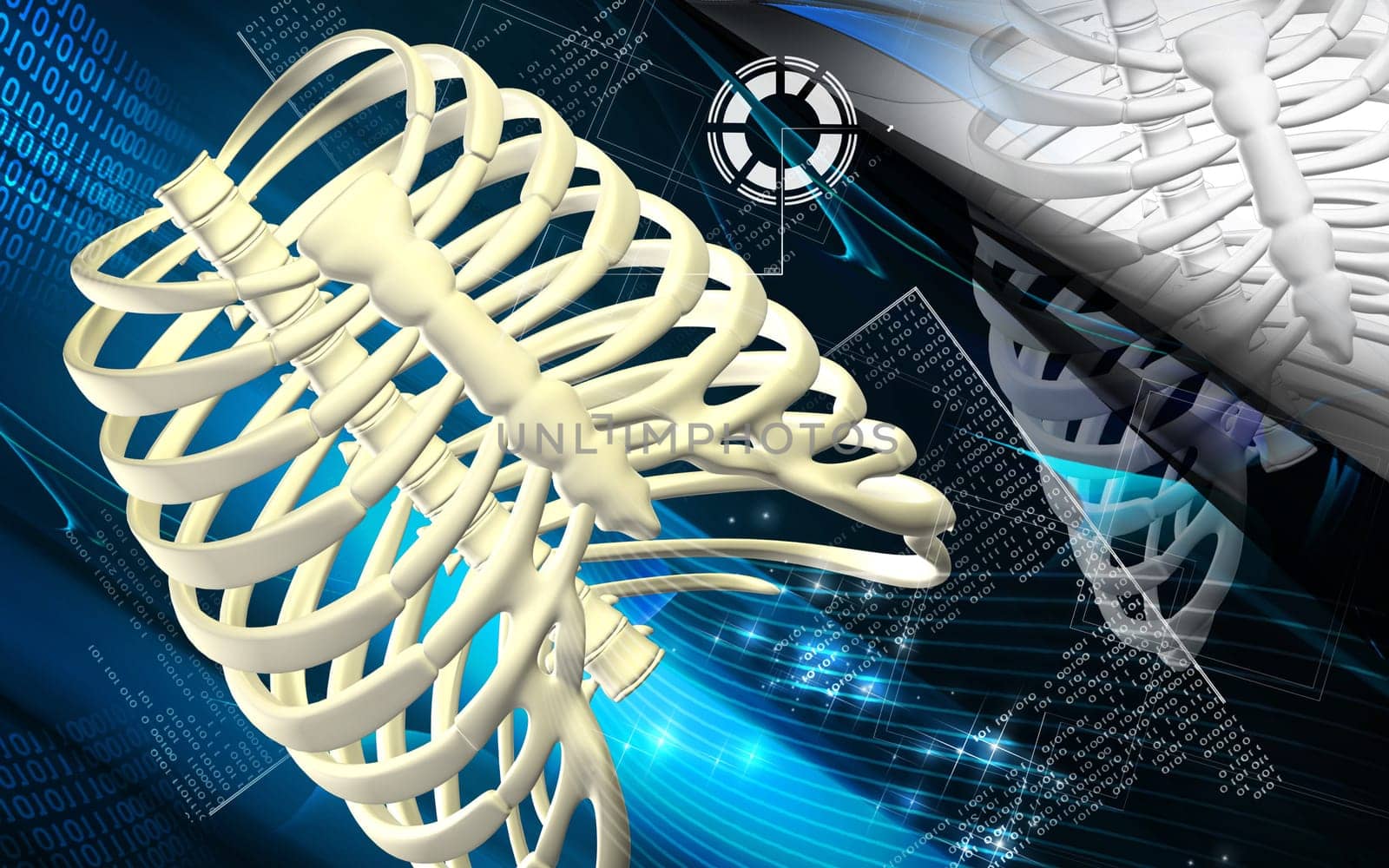 Digital illustration of rib cage in colour background