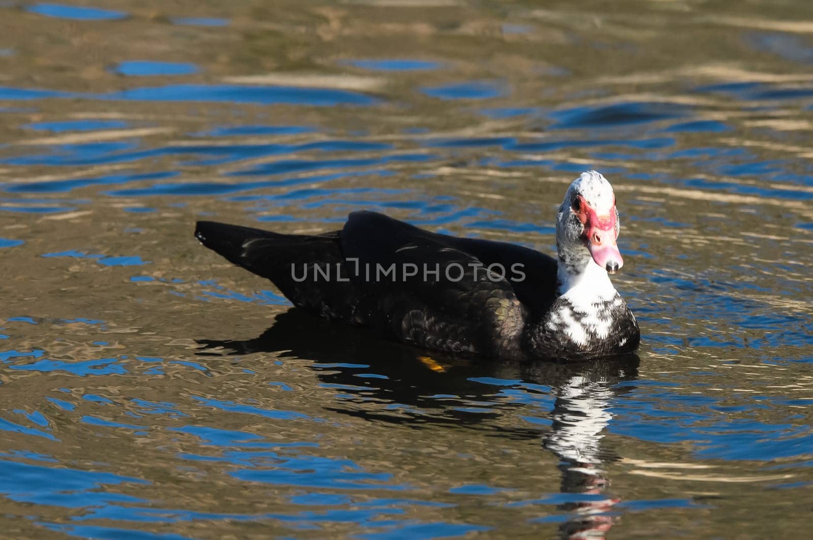 Muscovy Duck (Cairina moschata) on a Dark Black Water