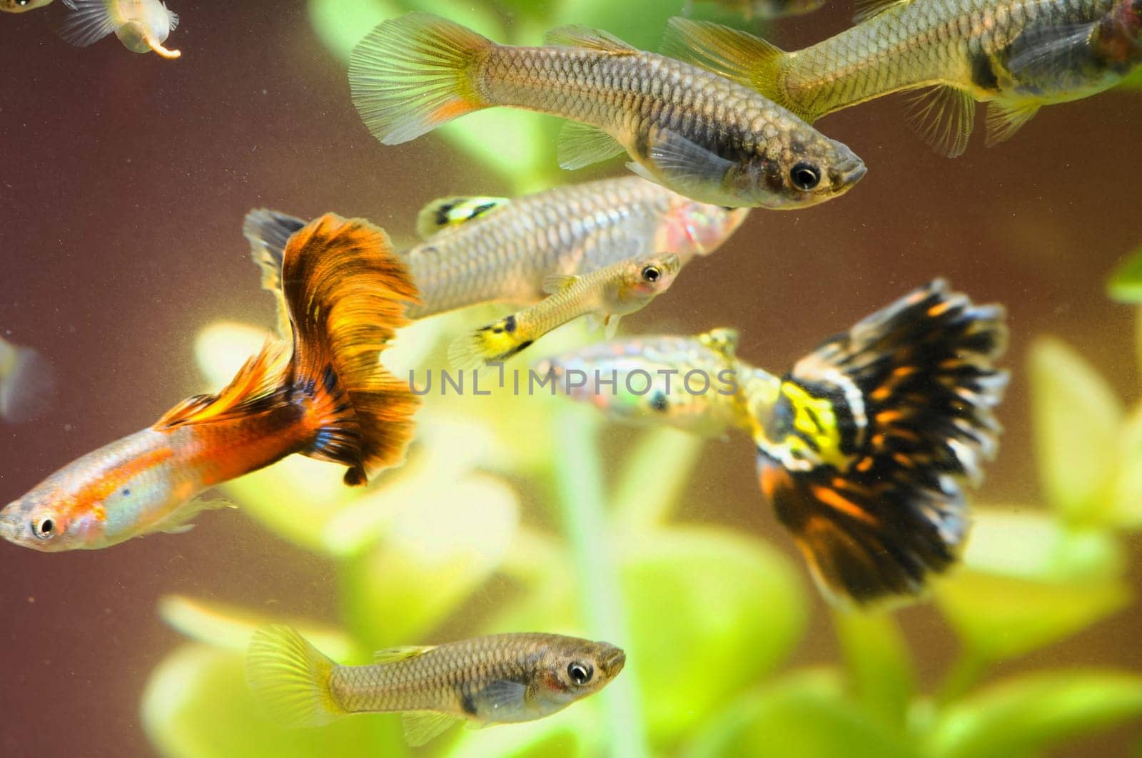 Guppy Multi Colored Fish in a Tropical Acquarium