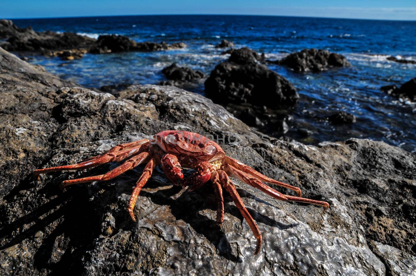 Orange Crab on Volcanic Rocks near the Atlantic Ocean