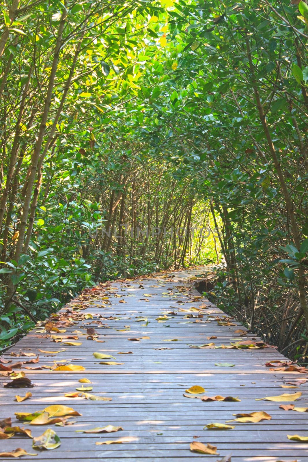 Wooden bridge in mangrove forest, in Thailand