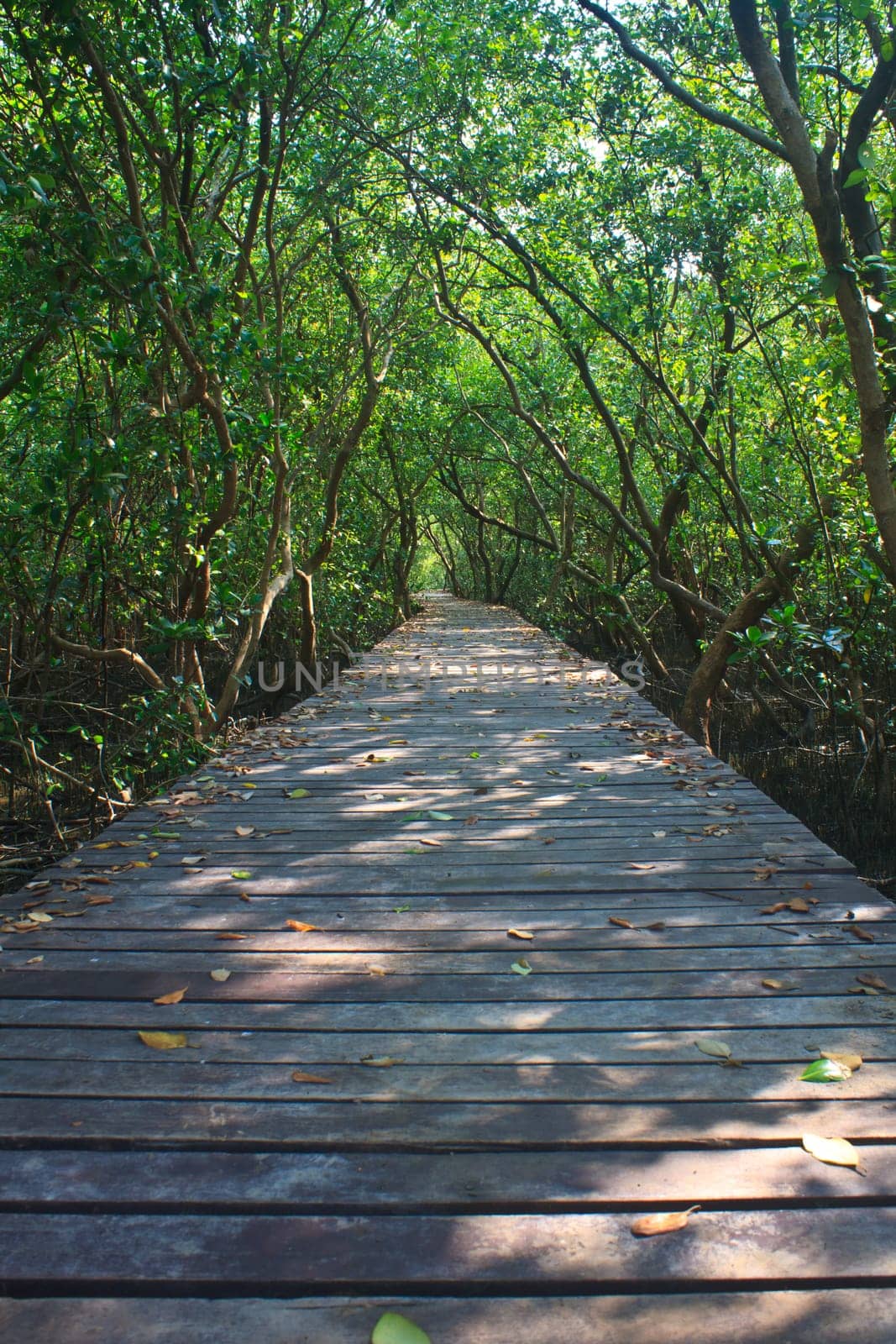 Wooden bridge in mangrove forest, in Thailand