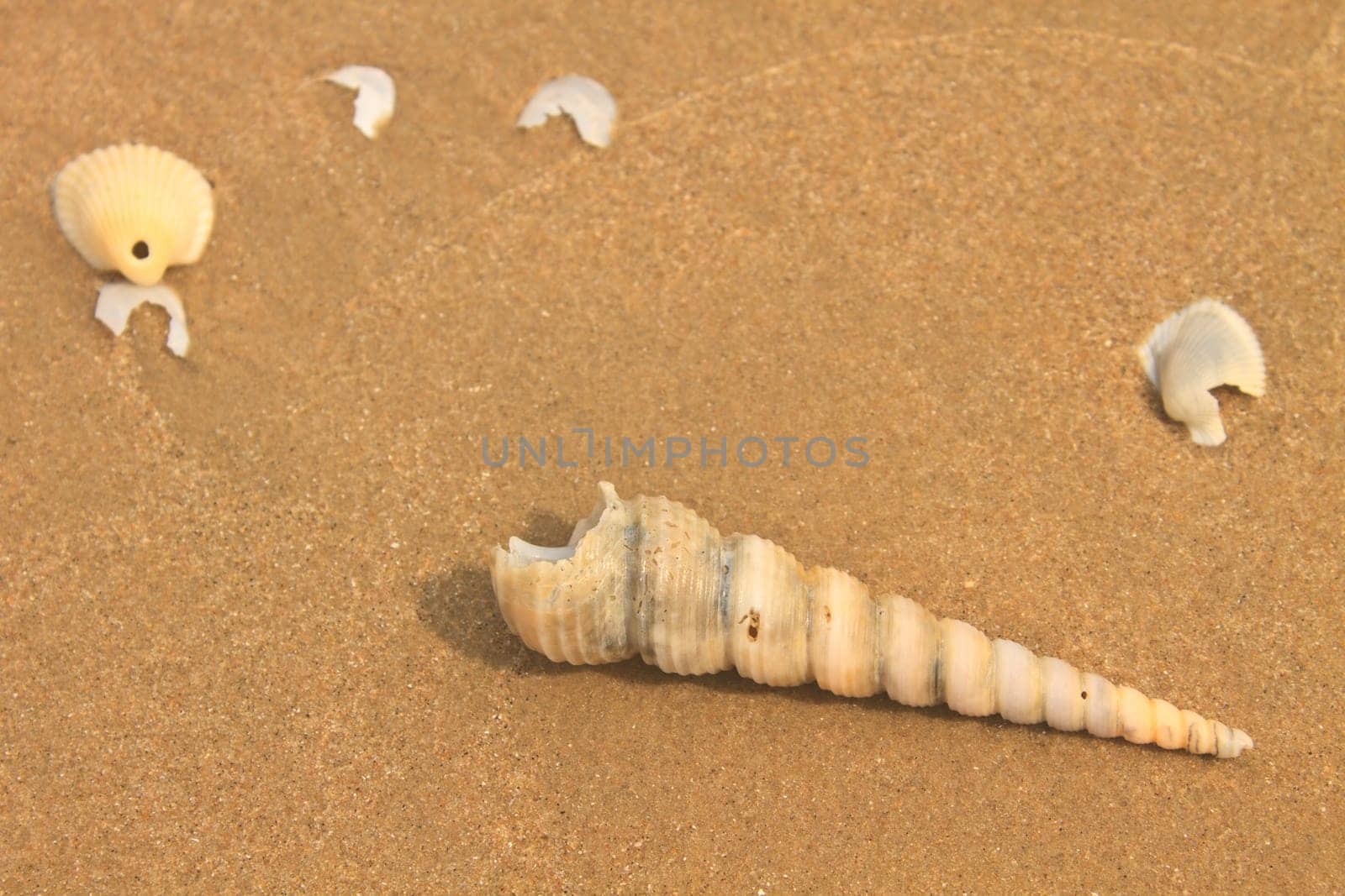 sea shells with sand as background