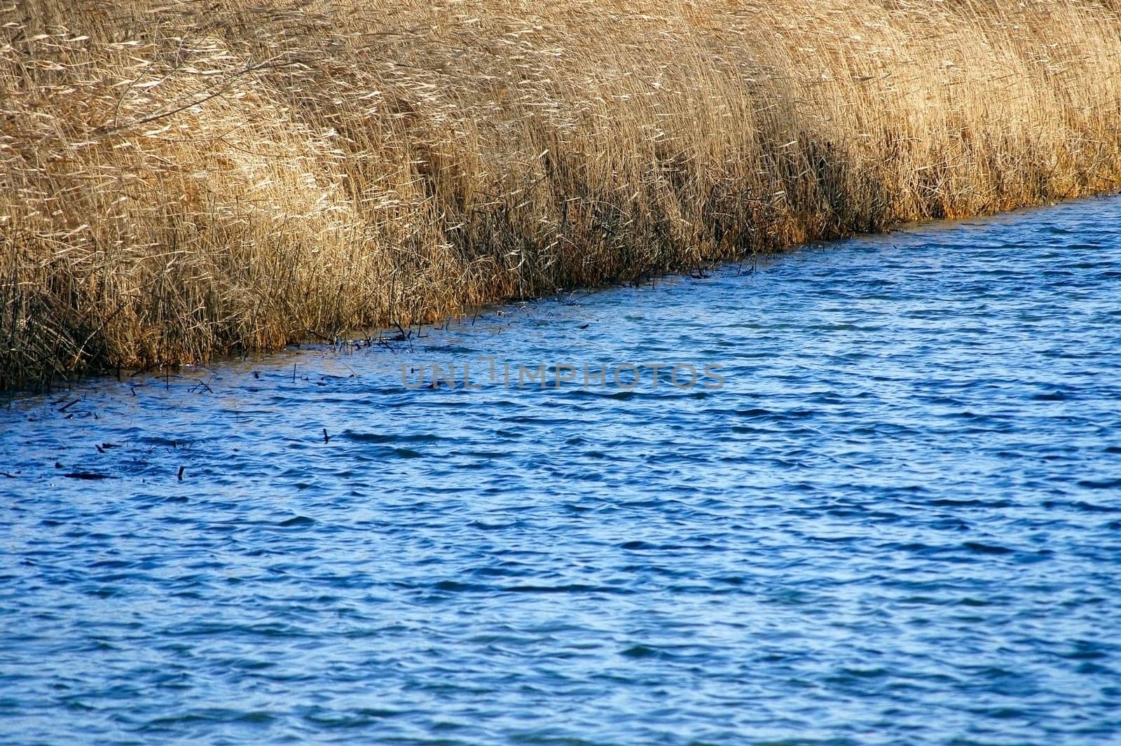 The photograph of a pond with reed grass on the shore.