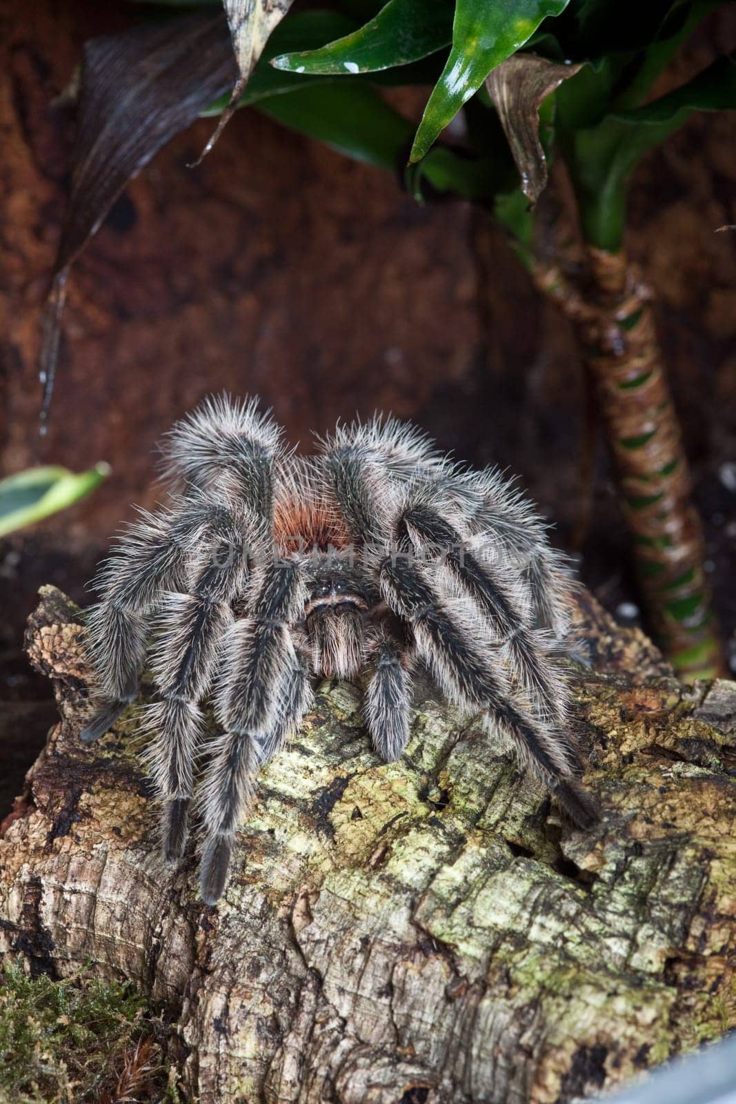 Tarantula in a terrarium on a tree trunk