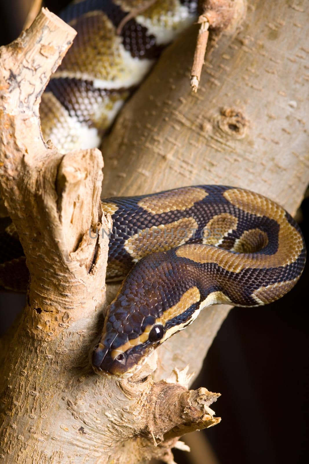 Royal python on a tree trunk